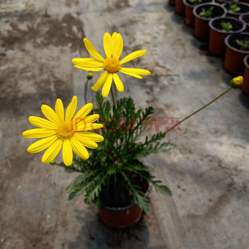 花苗盆栽陽臺庭院花卉多年生植物雛菊盆栽帶花發貨 黃金菊小盆 不含盆