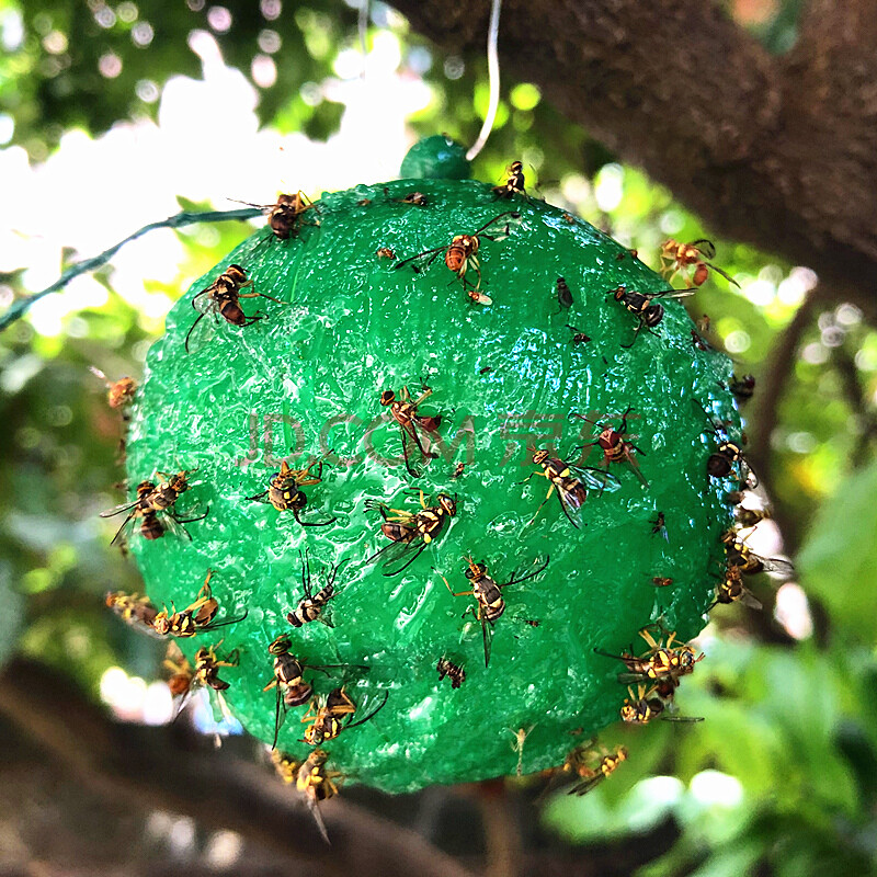 大实蝇诱蝇球诱蝇球柑橘大实蝇粘虫球诱蝇神器针锋药果蝇引诱剂瓜果