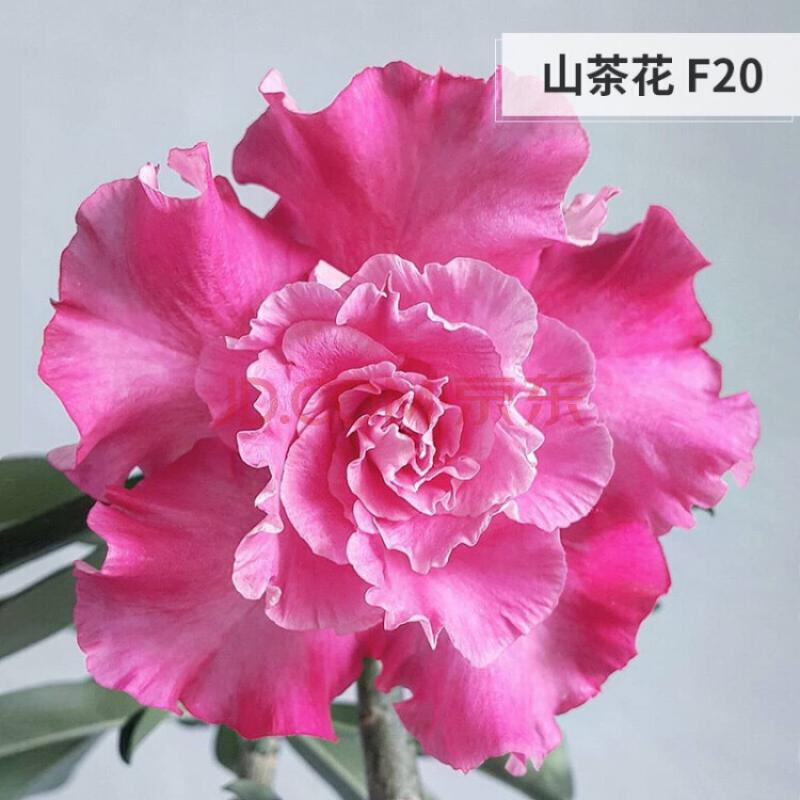 沙漠玫瑰盆栽 多肉植物 嫁接老桩多色花瓣带花苞发货四季开花 黑龙5