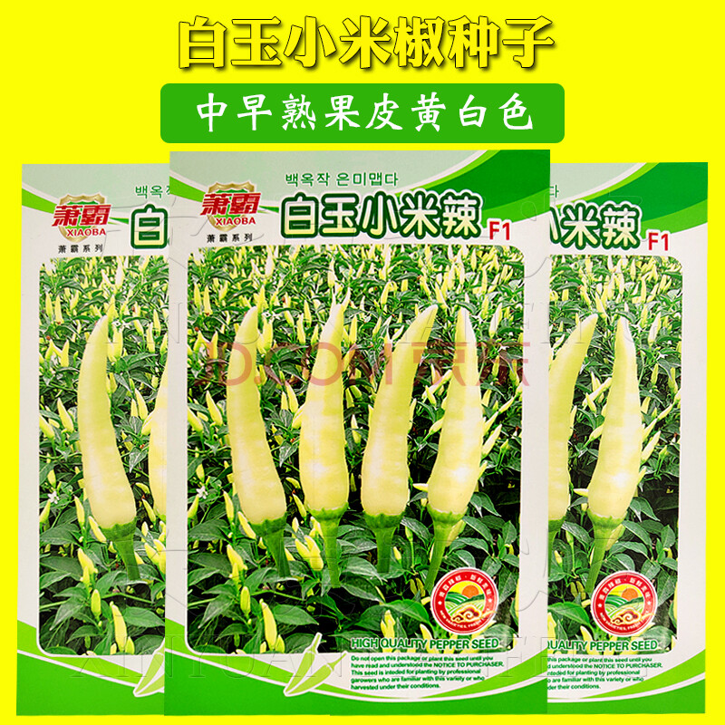 花姬 小米椒种子特辣 辣椒 小米辣种籽小白米椒超辣泡椒蔬菜朝天椒