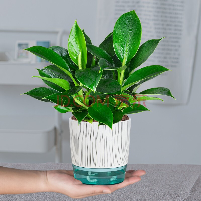 大叶绿公主金钻盆栽办公室内客厅四季常绿吸甲醛好养