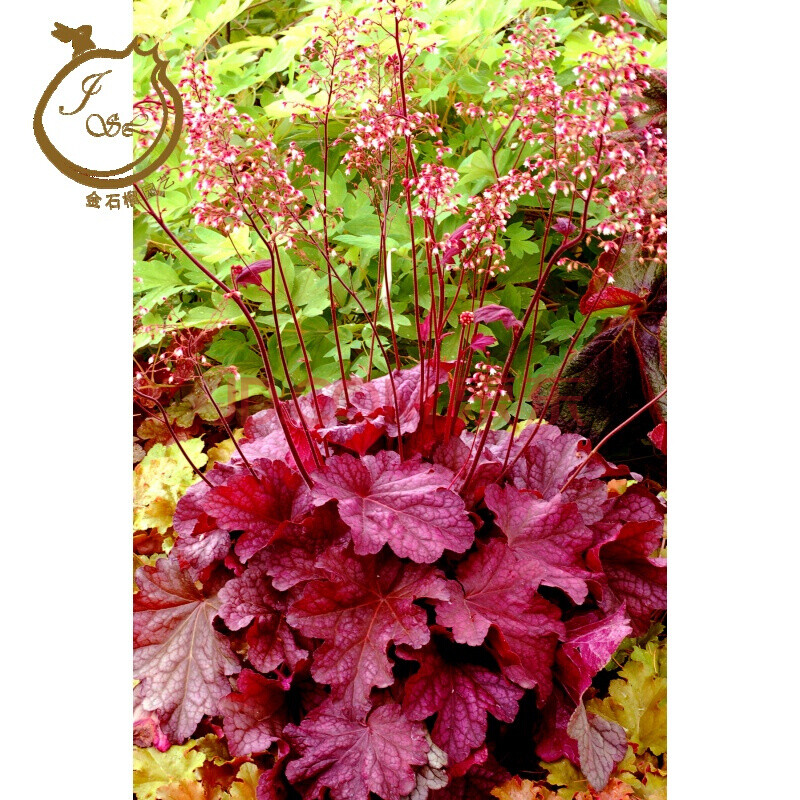 矾根 盆栽花苗 观叶植物多色多年生彩叶草花卉植物 桔红色 浆果声冰