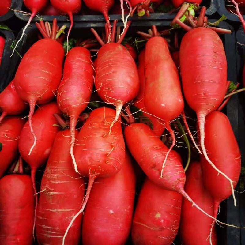 四川红皮萝卜特产新鲜白肉水萝卜泡菜农家自种新鲜蔬菜 5斤实惠装