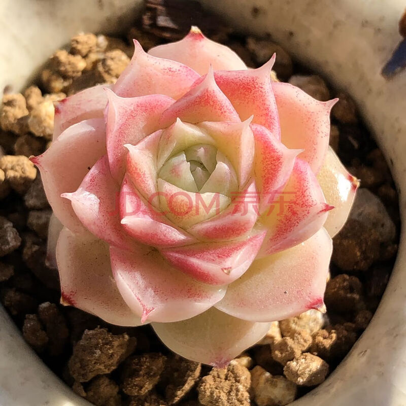 多肉 颜如玉 多肉植物 女王玫瑰杂交 随机发q新品 yingna1021 玉蝴蝶u