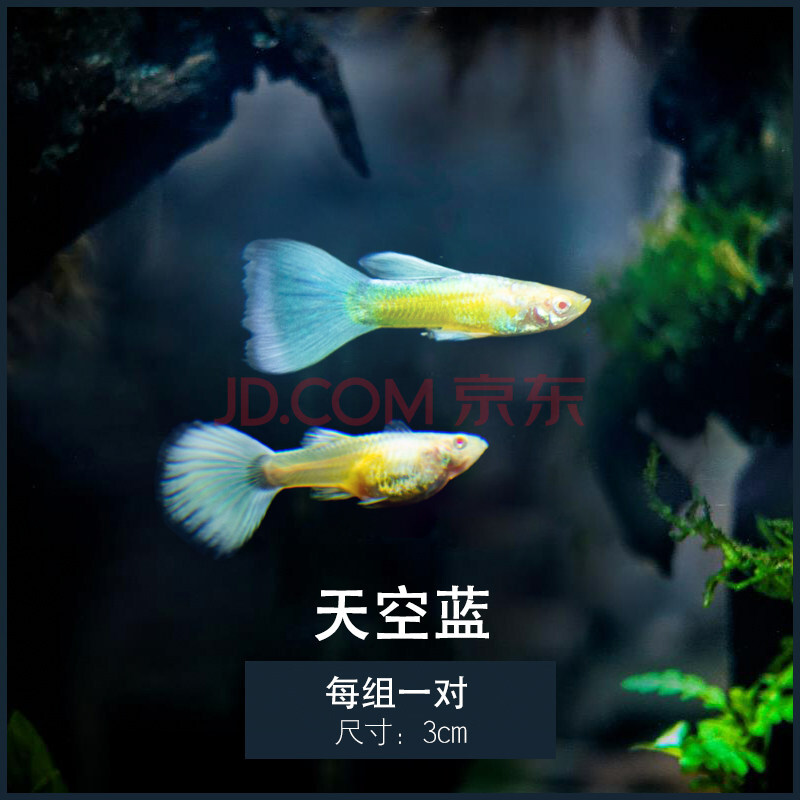 孔雀魚淡水觀賞魚小型熱帶魚斑馬魚紅綠燈科胎生魚金魚活體清道夫