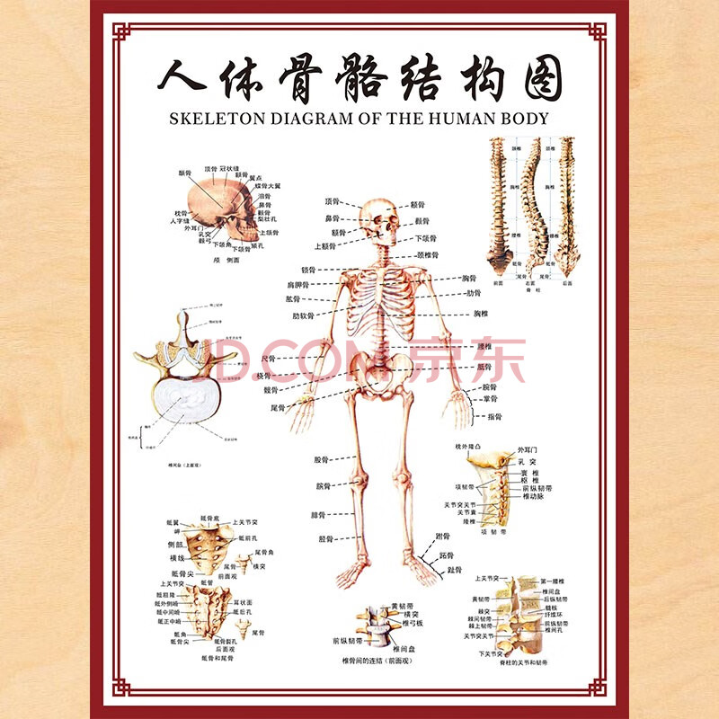 【新品】人體骨骼圖掛圖器官內臟結構圖海報脊柱圖解肌肉分佈解剖 008