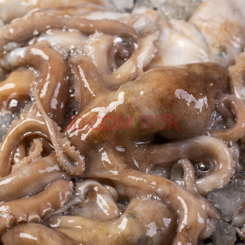 【顺丰速运】长腿大爆头 八爪鱼冷冻海鲜八抓鱼新鲜八带鱼生鲜