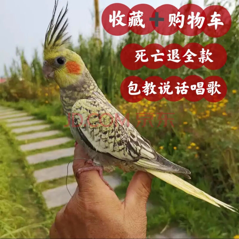 純手養玄鳳鸚鵡活鳥大型寵物活體會說話的鸚鵡手養鳥幼鳥一對黃化