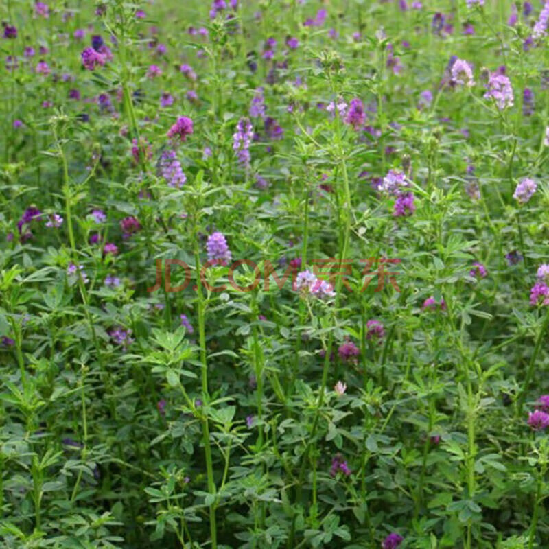 種籽多年生墨西哥玉米草種子四季養殖牛羊雞鵝魚草種籽/紫花苜蓿 500