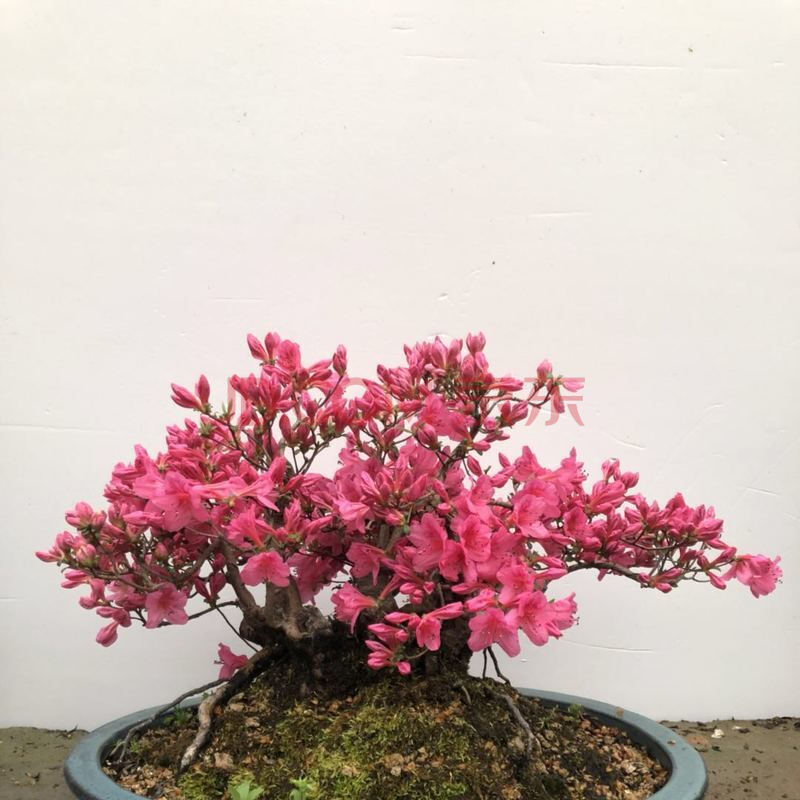 映山红造型盆景老桩实物杜鹃树桩一物一发室内外观赏植物 5号 带盆栽