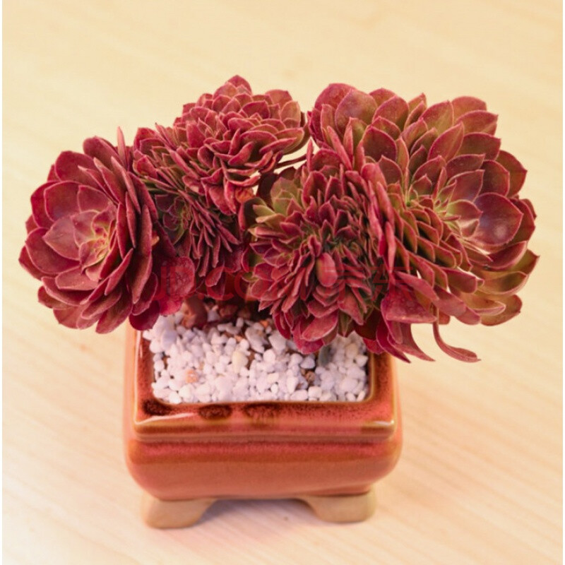 巧克力方砖老桩多肉花植物精品组合盆景稀有品种肉肉大颗好养 【配土