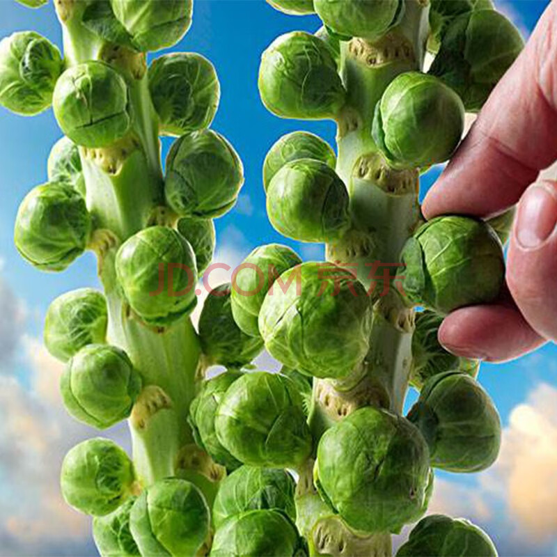 孢子甘蓝1斤 新鲜沙拉食材包抱子甘蓝 迷你小包菜小卷心菜 1500g(3斤