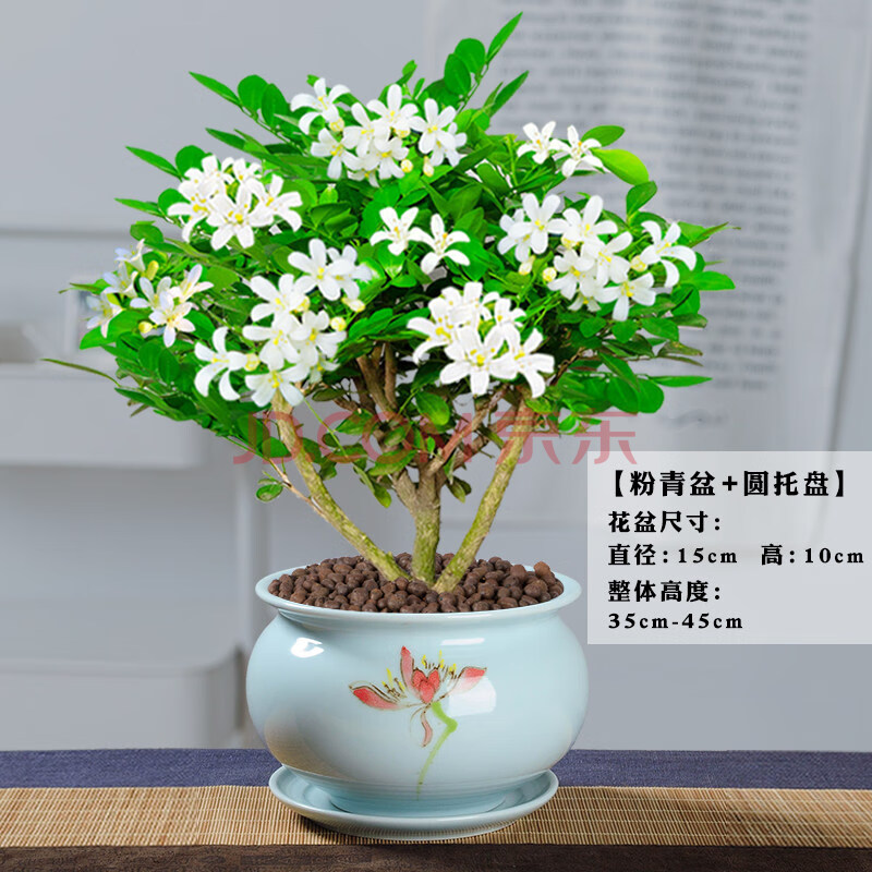 九里香盆栽盆景老樁濃香植物七里香樹苗室內好養花卉綠植t10 [8年樁]