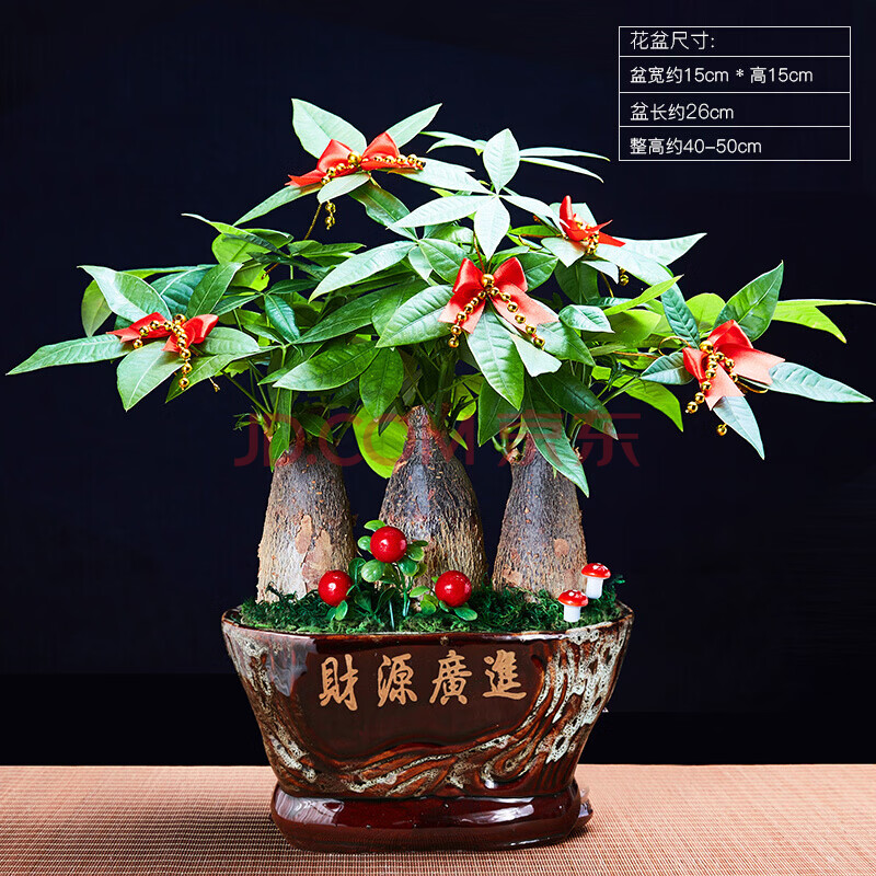 发财树财源广进3颗  送配件 底盘 带盆栽好