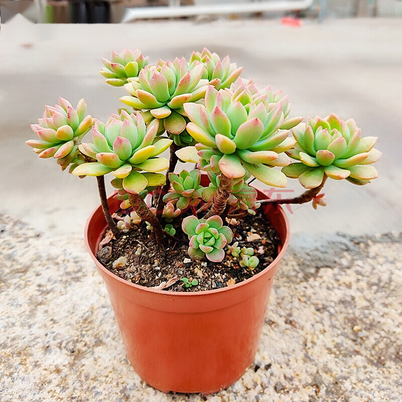 迎虞花苑多肉植物大老樁造型老樁懸崖老樁多頭群生老樁巧克力老樁超大