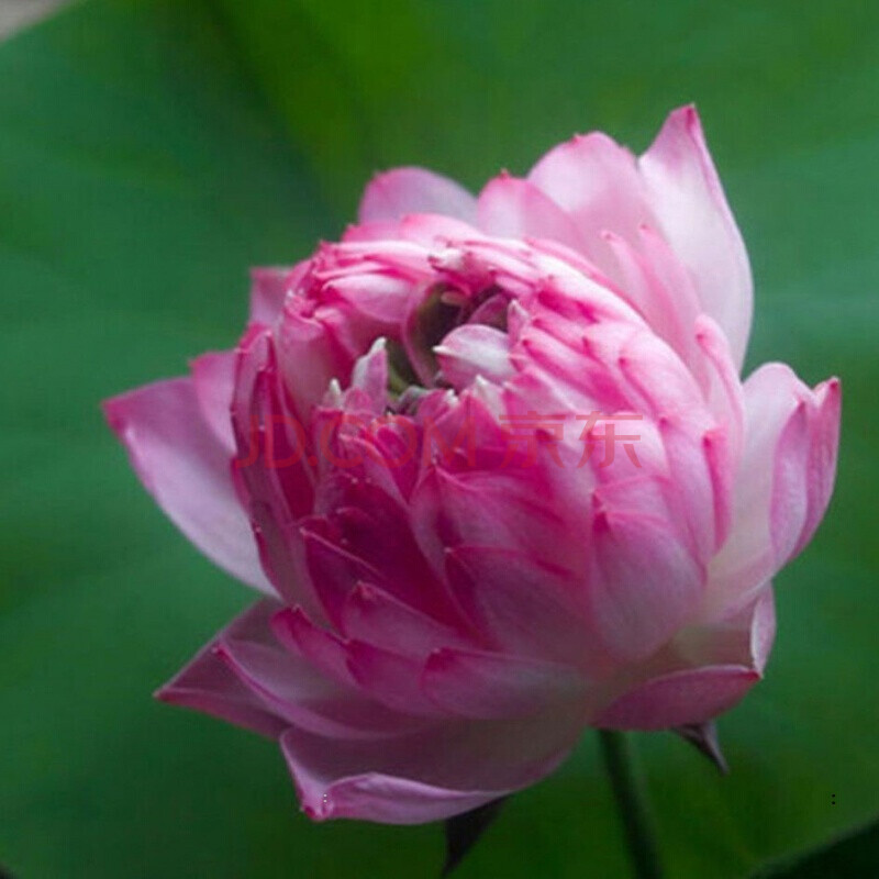 【7天發芽】無土水培碗蓮花種子水養生植物睡蓮荷花盆栽四季花卉 舞