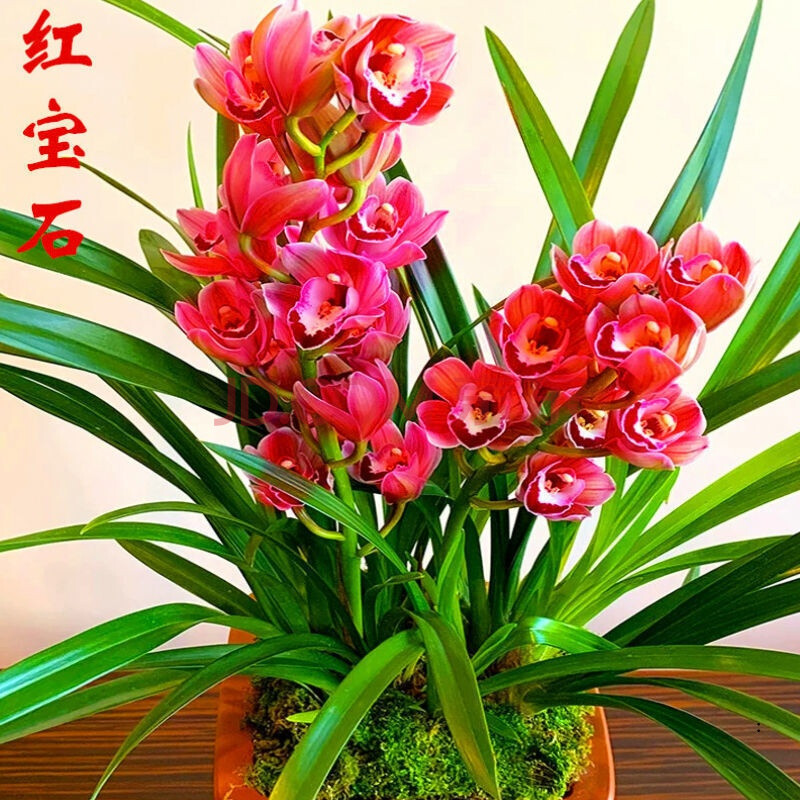 兰花红宝石浓香型建兰奇花春兰蕙兰绿植墨兰盆栽春剑花期超长 红宝石