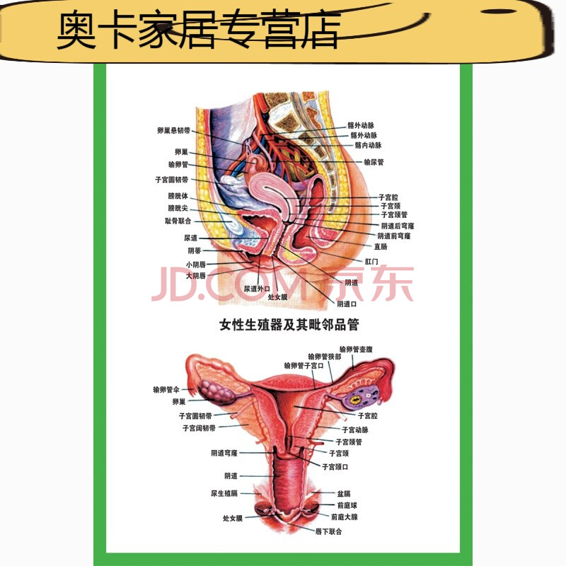 人体器官结构挂图人体内脏结构解剖示意图医学宣传挂图人体器官心脏