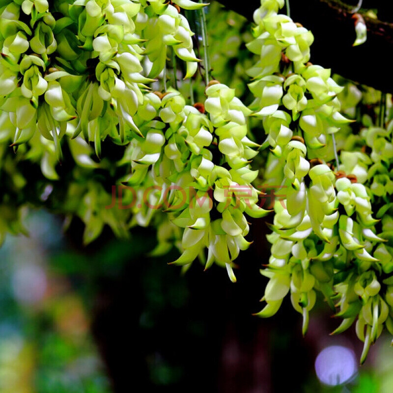 树苗攀爬植物庭院盆栽绿植花卉爬藤攀援禾雀花苗常绿地径2公分备注