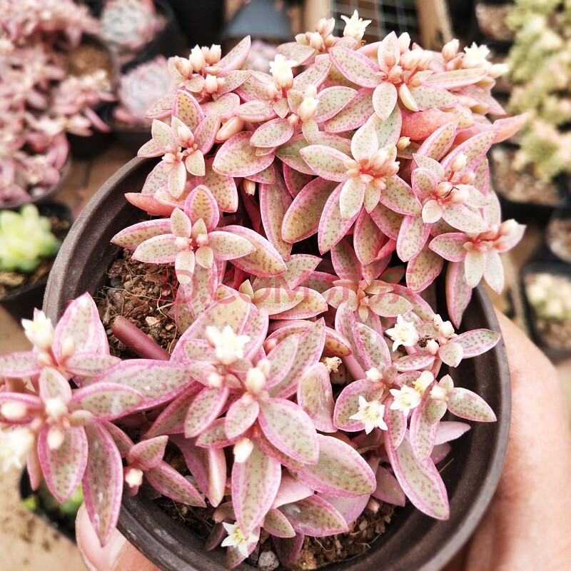 多肉植物 多肉植物绿植花卉创意奇趣小盆栽 雨心锦