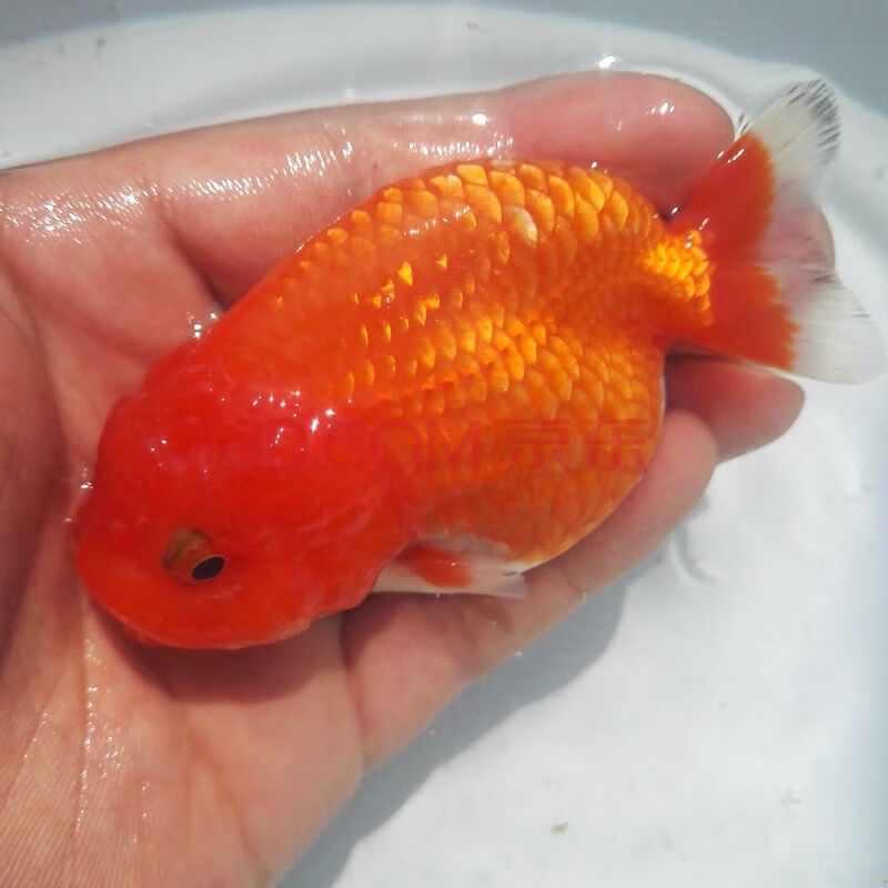 兰寿金鱼红白寿黑寿鱼 观赏鱼 冷水鱼 淡水活体水族宠物招财鱼 国粹鱼