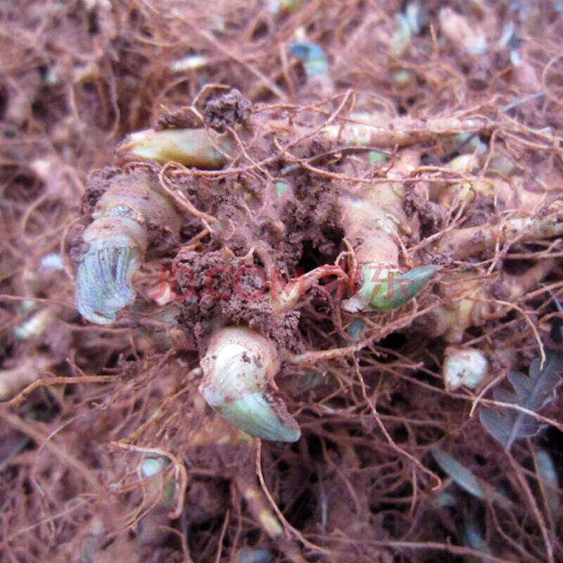 三七种子二年三七苗三七根芽苗三七种子三七苗籽条种苗盆栽移栽t3二年