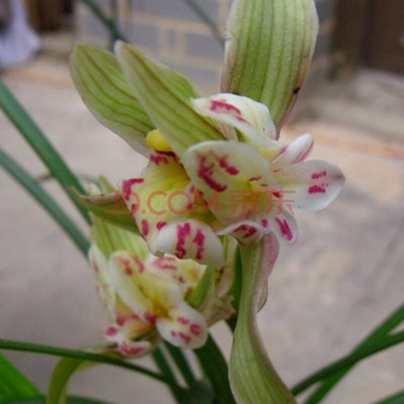 名貴蘭花花苞型永懷素素冠荷鼎花卉植物蘭草室內庭院 黃金海岸一件