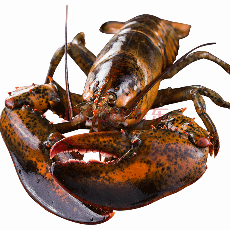 波士顿龙虾 鲜活大龙虾 特大波龙 奥龙海鲜 水产活体 鲜活龙虾 一只2