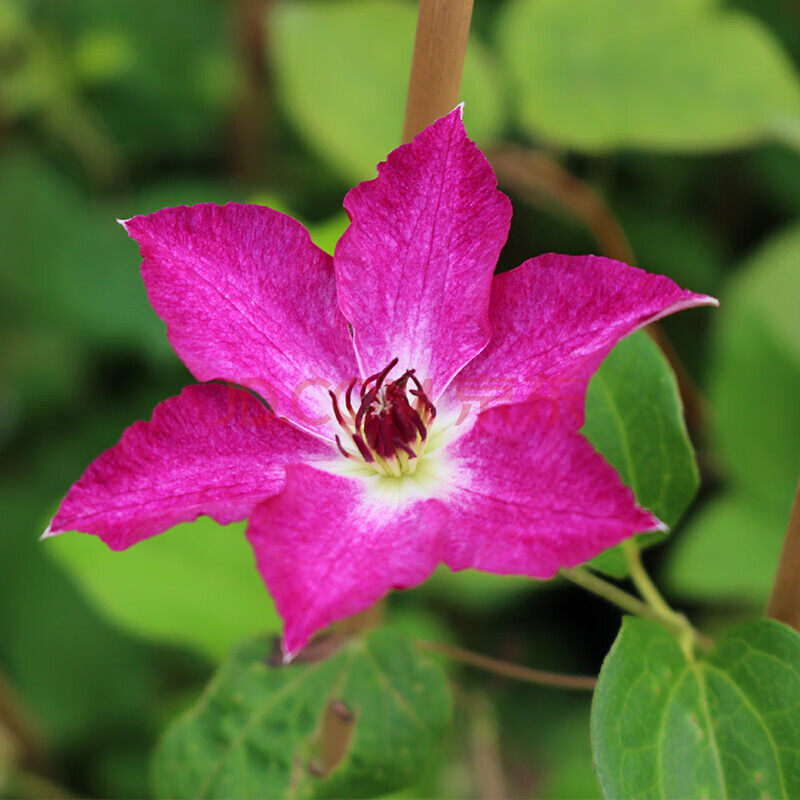 虹越铁线莲 波罗尼亚 p14 2.5年生苗