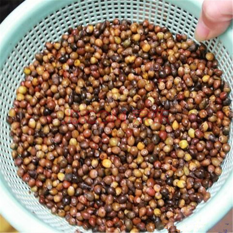 黄柏种子 中药材种子花卉 花草林木 一斤