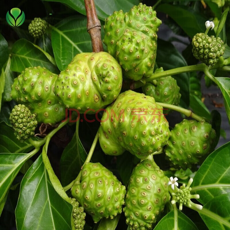 果树苗 诺丽果树苗诺丽鲜果树苗 诺丽果苗 南方北方庭院栽培 花盆栽