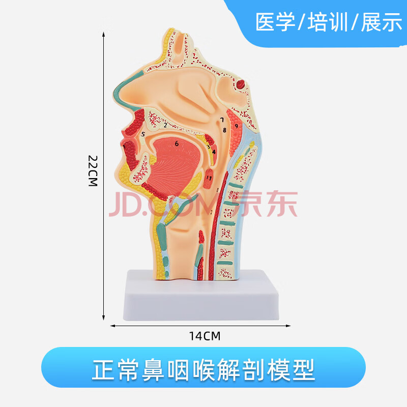 教學模型鼻子口腔鼻部結構組織模型 正常口鼻咽矢狀(12個標識)送圖