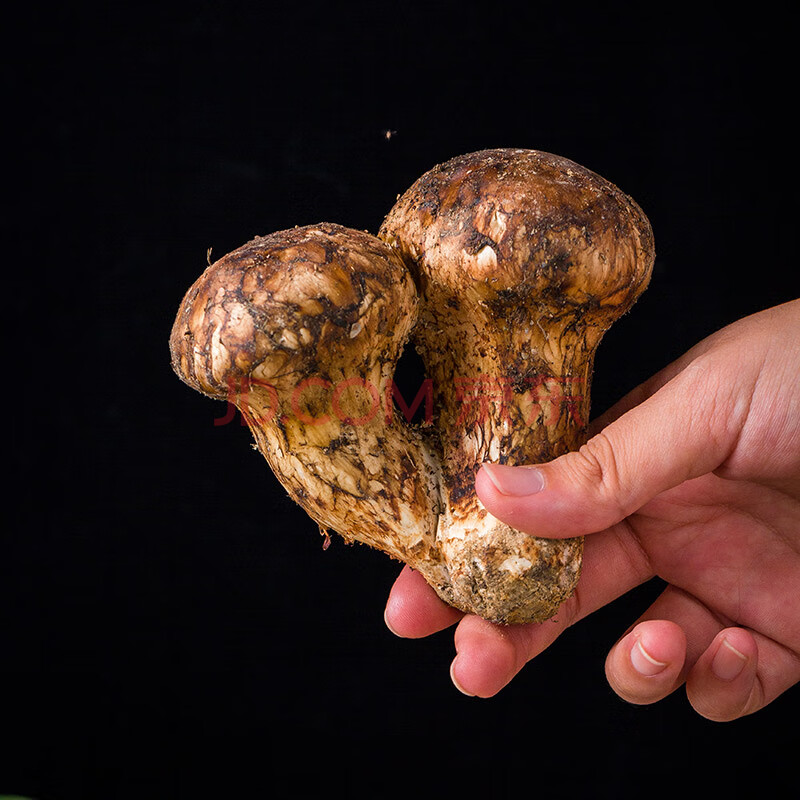 野生松茸新鲜现挖小金县特产10-12cm特级菌蘑菇出口级 新鲜松茸精选 6