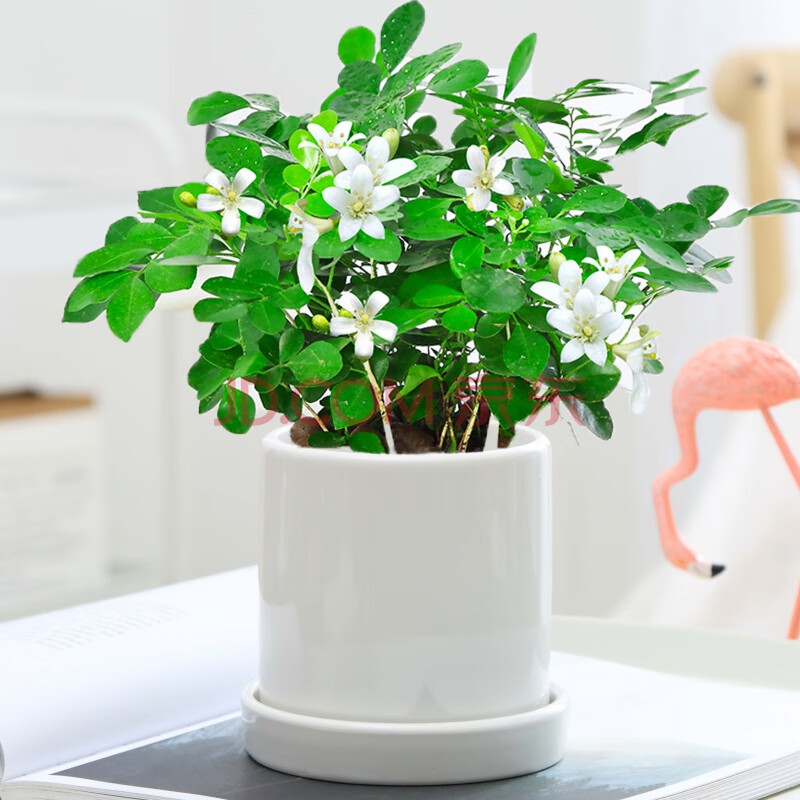 九里香盆栽七里香树苗室内花卉绿植物d9 精品九里香一盆(哑光陶瓷盆)