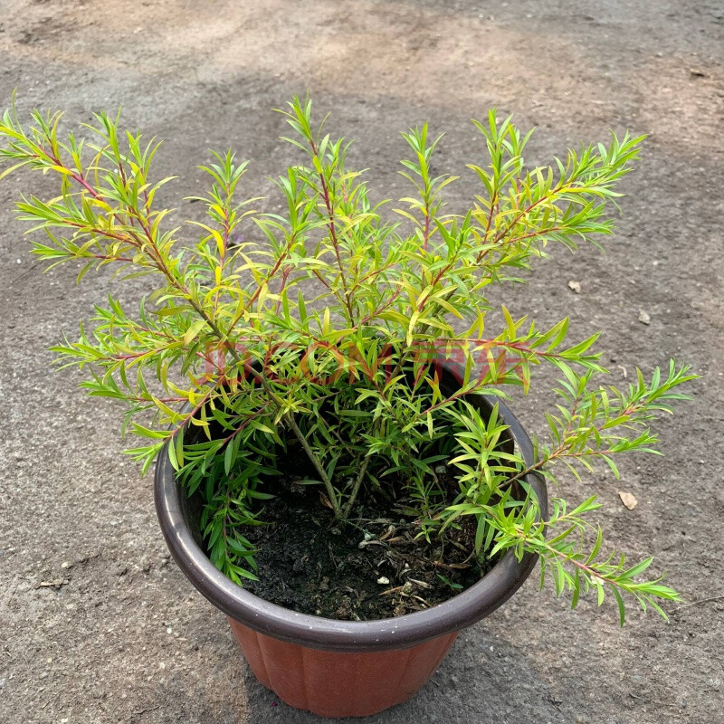 黃金香柳樹苗室外植物庭院花園多年生木本植物四季青黃金香柳盆栽