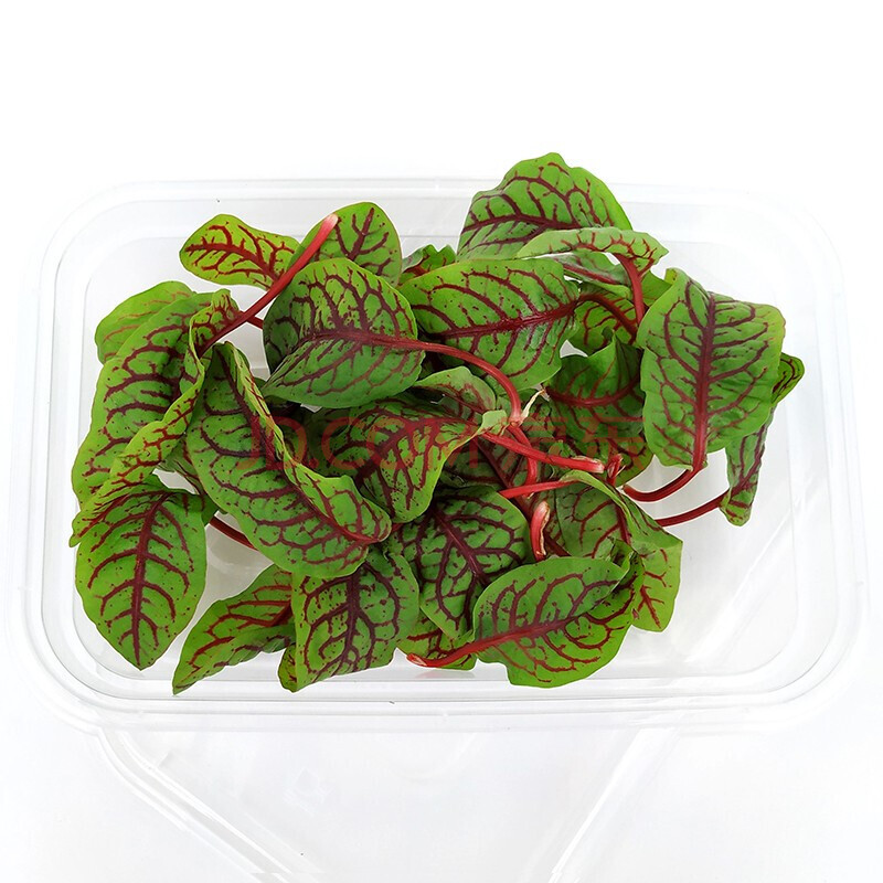 酸模叶 50片 新鲜食用盒装西餐摆盘蔬菜沙拉冷拌红丝酸模红脉红茎