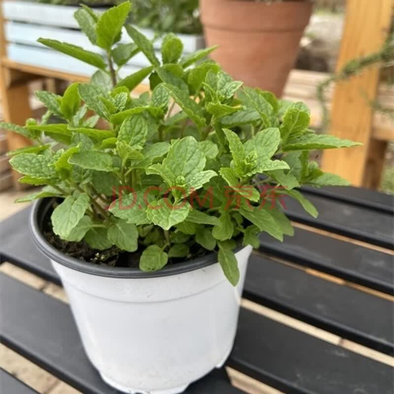 磐阙 上新草莓薄荷盆栽 水果薄荷室内阳台绿植花卉盆栽香草好养 【】