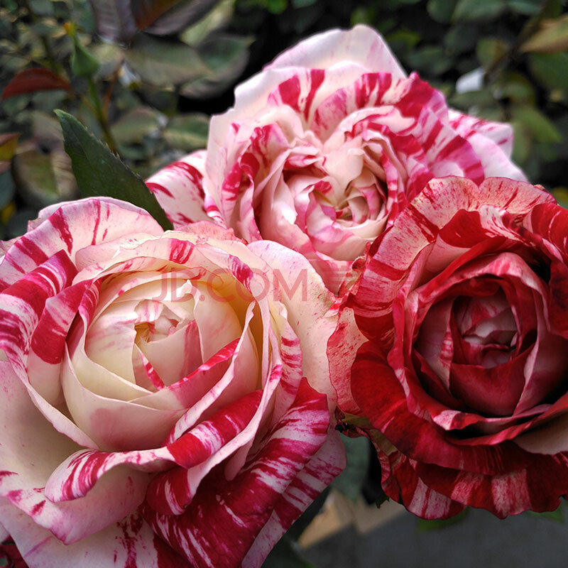 【】胡里奥 月季 灌木 红白混合条纹