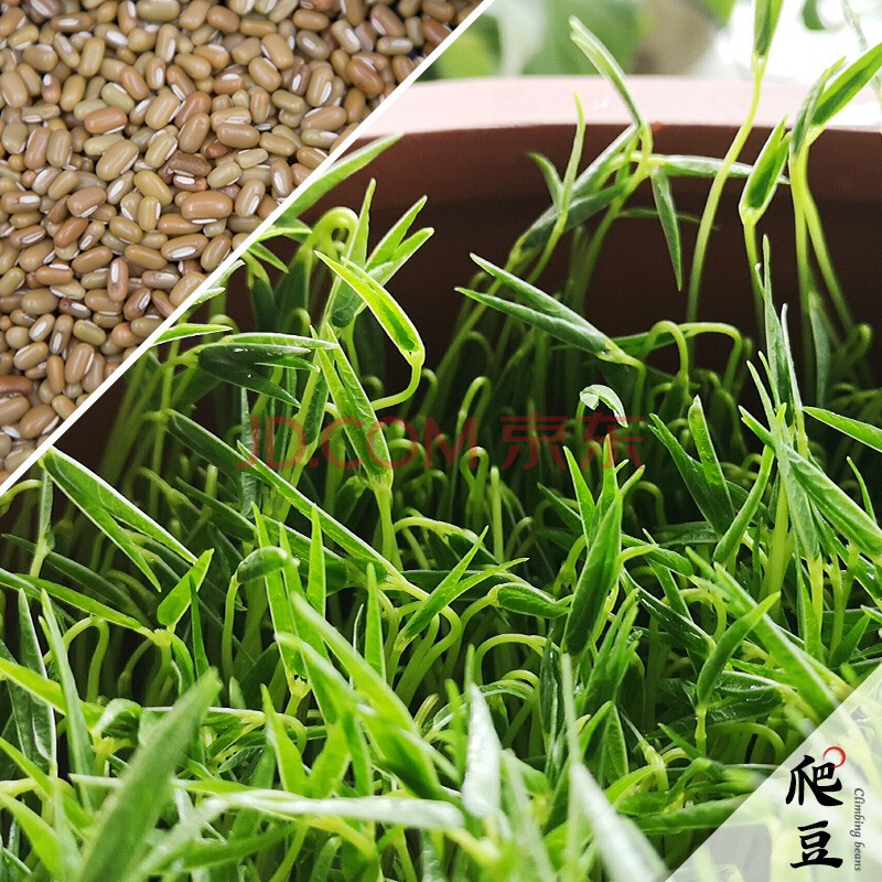 田园梦无农药化肥发芽豆种 农家自种生态豆子 可发绿豆黄豆芽豌豆苗