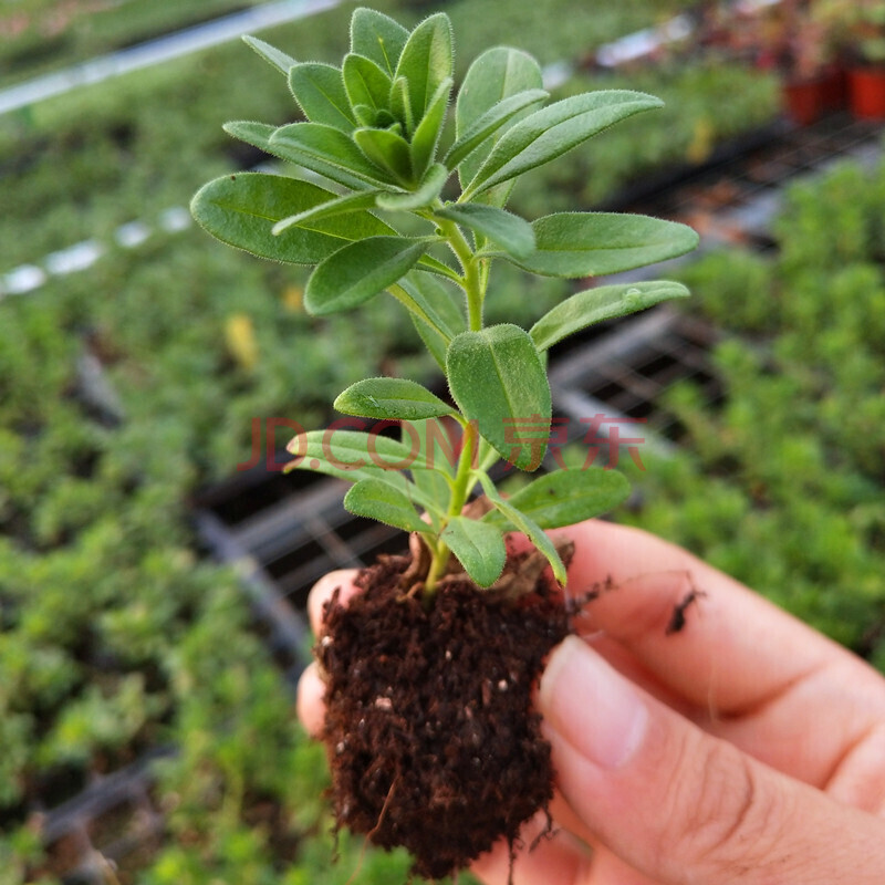 【小苗】百万小铃花苗 舞春花花苗 小花矮牵牛 128穴扦插单株价 苗情