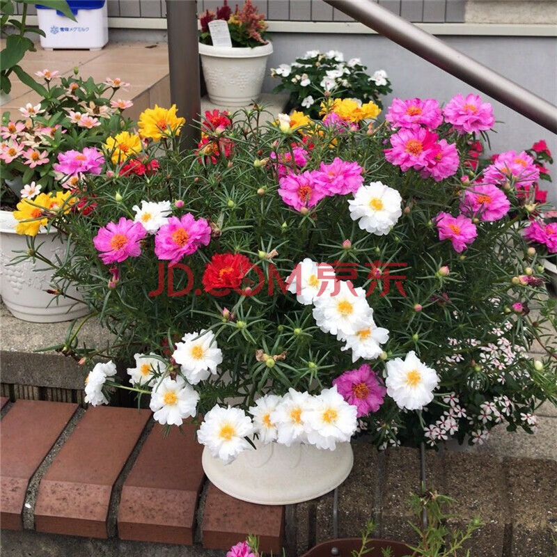 室內陽臺盆栽綠植花卉四季易播花種 混色太陽花種子1000粒 種植工具