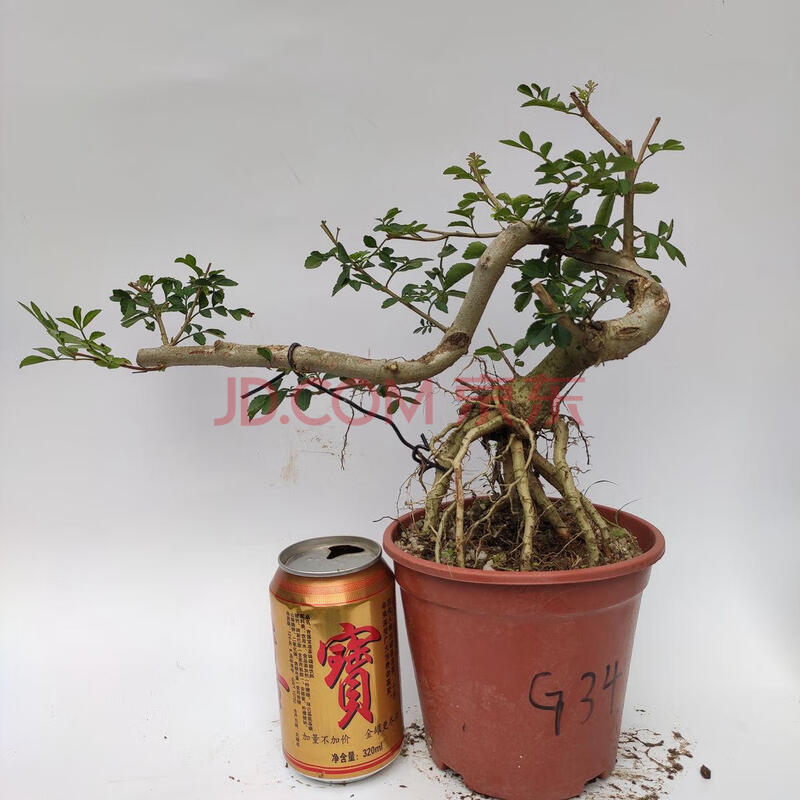 对节白蜡盆景老桩熟桩京山阳台庭院悬挂悬崖式提根邻水造型树包活 01