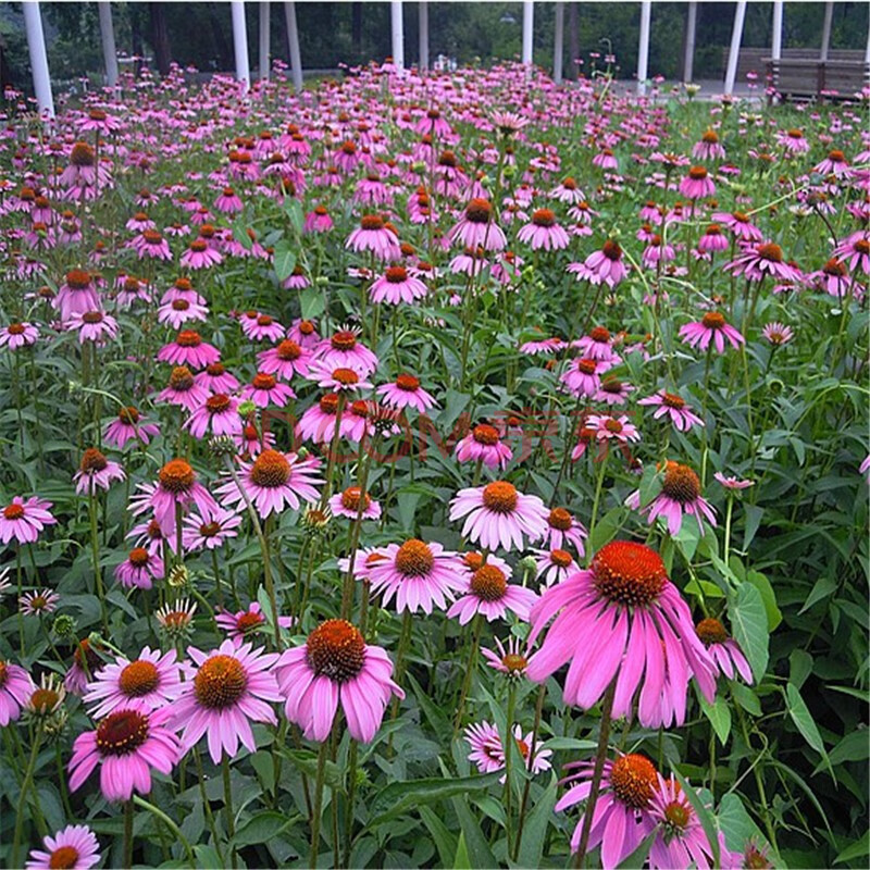 種子野花三葉草花草種子草坪種子四季播種室內外種大濱菊 松果菊種子