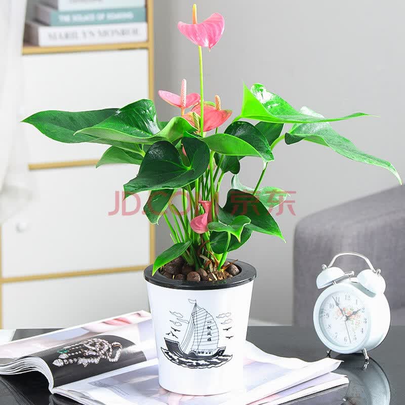 办公室水培植物室内红掌盆栽室内一帆风顺白掌花卉植物粉掌玻璃好水养