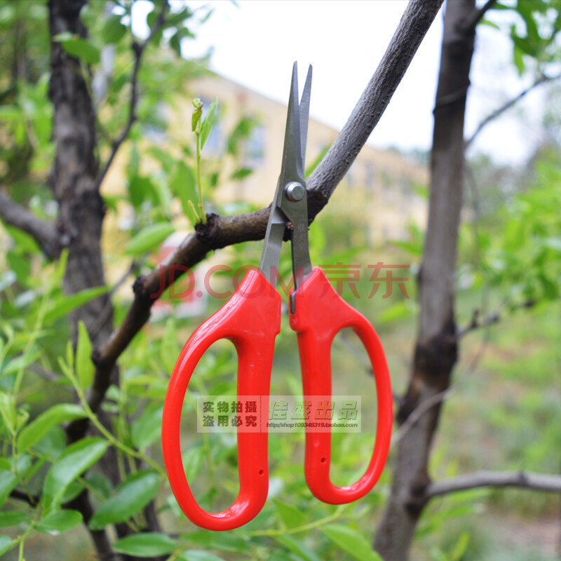 葡萄剪刀采果芽剪 剪枝园林修枝剪刀园艺果树五金用品工具舒果剪 农夫