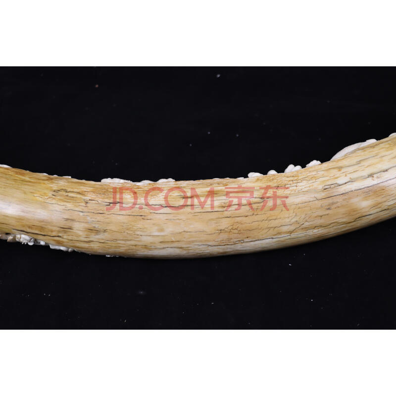 28-43：   猛犸原牙雕刻（冰料），弧长约1.4米，净重约5.9kg