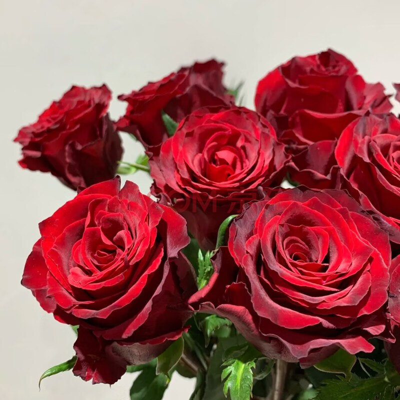 花集配 单头玫瑰 传奇 红色8枝 2枝防损 云南鲜花速递办公室家庭花瓶