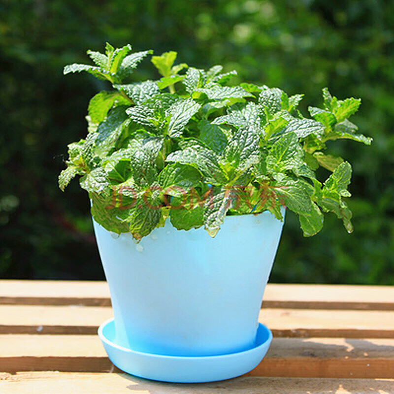 薄荷盆栽 香草植物薄荷苗 室内盆栽绿植 薄荷 蓝色敞口盆