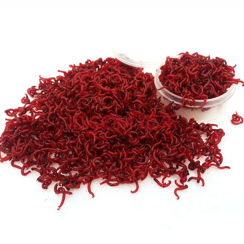 红虫鱼饵鲜活红虫饵钓鱼红虫活饵特大号野钓红虫活体拉饵鲫鱼饵 中