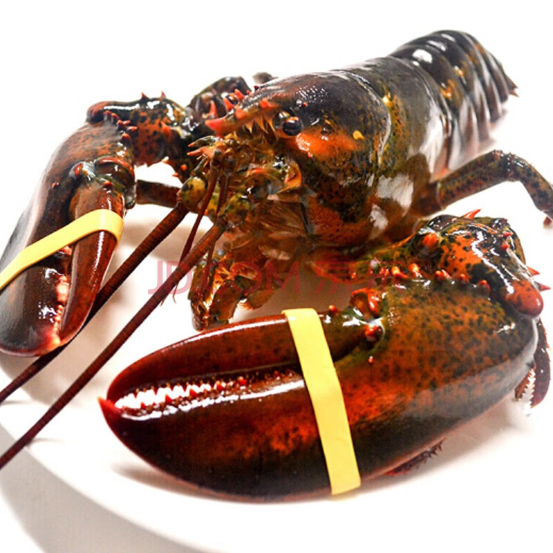 渔传播 加拿大进口龙虾(波士顿龙虾) 波龙 650-750g 1只 盒装 海鲜